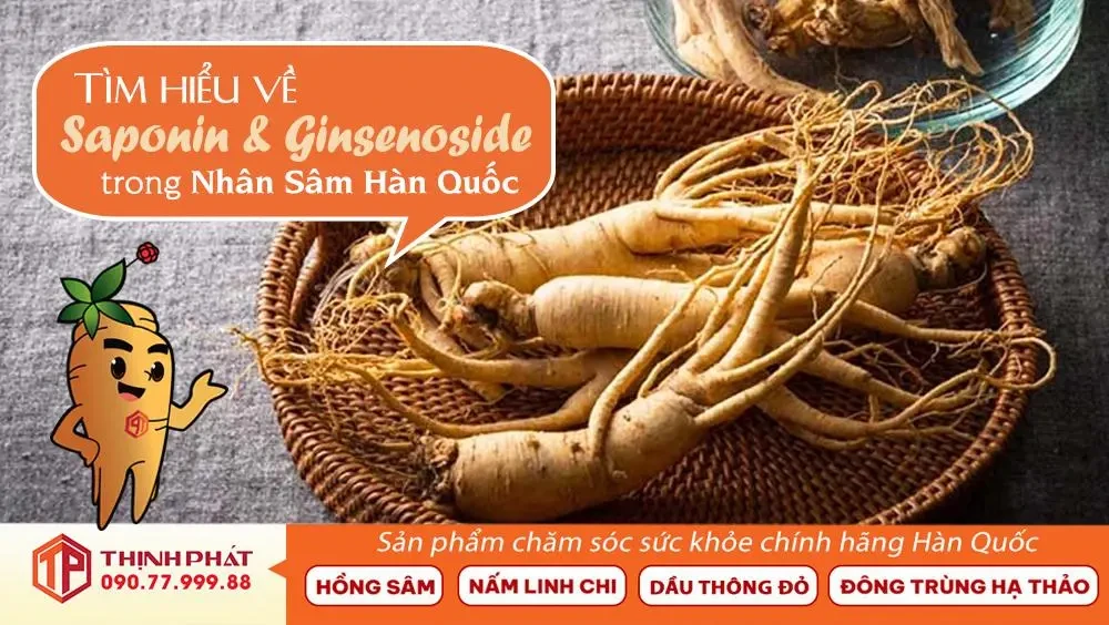 Tìm Hiểu Về Saponin và Ginsenosides Trong Nhân Sâm Hàn Quốc