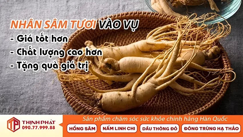Nhân Sâm Tươi Vào Vụ, Giá Tốt Hơn, Chất Lượng Cao Hơn