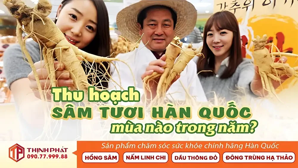 Mùa thu hoạch sâm Hàn Quốc là lúc nào và cách chọn mua sâm tươi ngon tại Việt Nam