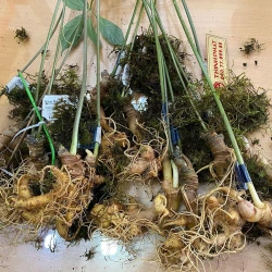 Sâm Ngọc Linh loại 500g 5 - 6 củ