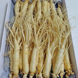 Nhân sâm tươi Hàn Quốc loại 1 nhập khẩu kg 20 củ