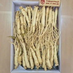 Nhân sâm tươi Hàn Quốc nhập khẩu 30-40 củ 1 kg