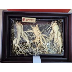 Nhân sâm tươi Hàn Quốc loại 1 nhập khẩu kg 3 củ