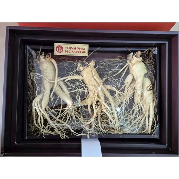 Nhân sâm tươi Hàn Quốc loại 1 nhập khẩu kg 3 củ