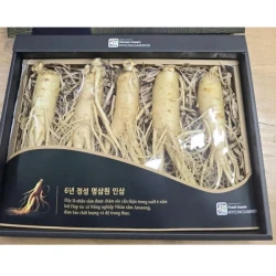 Nhân sâm tươi Hàn Quốc loại 1 nhập khẩu kg 5 củ