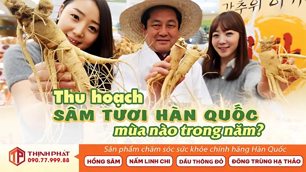 Thu hoạch sâm tươi Hàn Quốc mùa nào trong năm?
