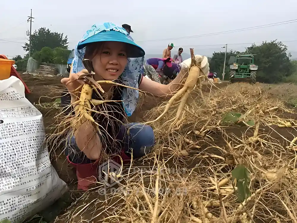 Mùa thu hoạch sâm tươi diễn ra từ tháng 9 - 12 hằng năm