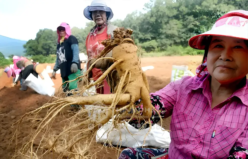 Mùa thu là thời điểm củ sâm đạt chất lượng và kích cỡ tốt nhất
