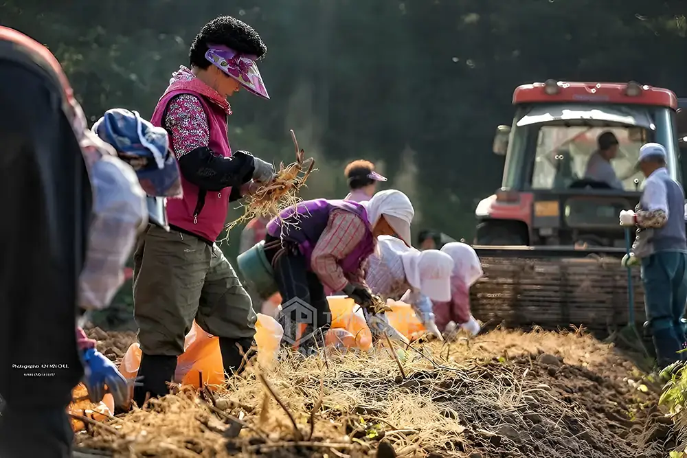 Thu hoạch sâm trở thành một hoạt động văn hóa, lễ hội tại Hàn Quốc