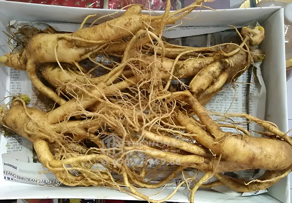 Sâm tươi Hàn Quốc loại 5 củ/ kg