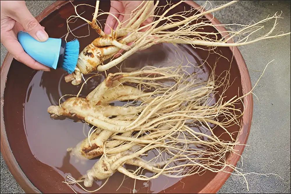 Dùng bàn chải chà sạch từng củ nhân sâm tươi