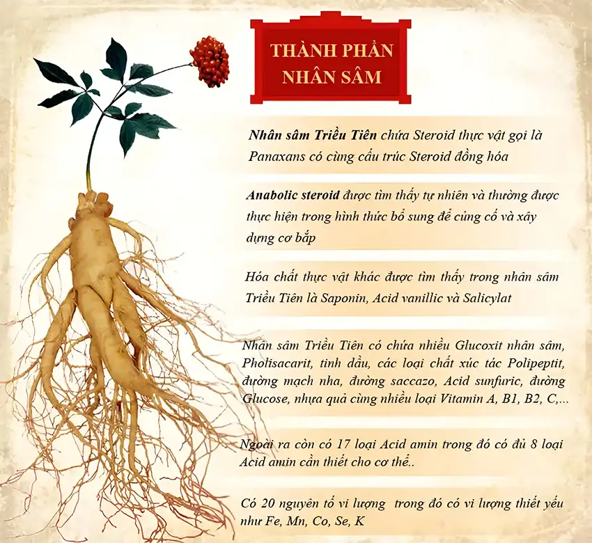 Trong sâm tươi có chứa nhiều thành phần dưỡng chất quý giá Trong sâm tươi có chứa nhiều thành phần dưỡng chất quý giá