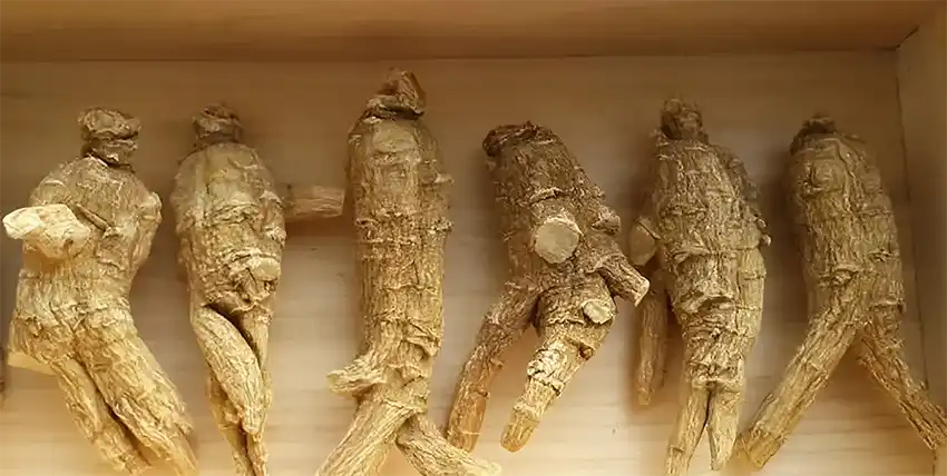 Nhân sâm Hoa Kỳ có dược tính tương đối nhẹ hơn so với sâm châu Á