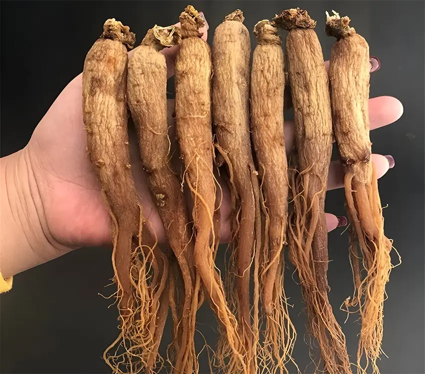 Nhân sâm Hàn Quốc là loại thảo dược quý rất được ưa chuộng Nhân sâm Hàn Quốc là loại thảo dược quý rất được ưa chuộng