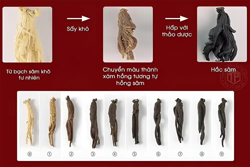 Quá trình sản xuất hắc sâm yêu cầu phải trải qua tới 9 công đoạn hấp sấy trước khi sản phẩm được hoàn thiện để đảm bảo chất lượng cao. Quá trình sản xuất hắc sâm yêu cầu phải trải qua tới 9 công đoạn hấp sấy trước khi sản phẩm được hoàn thiện để đảm bảo chất lượng cao.