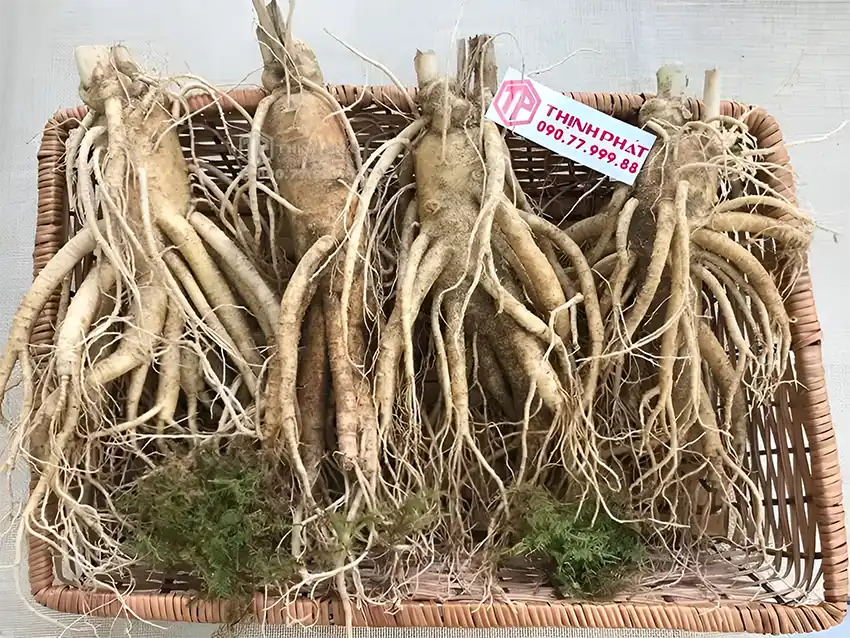 Nhân sâm tươi Hàn Quốc 6 năm tuổi có chất lượng tốt nhất