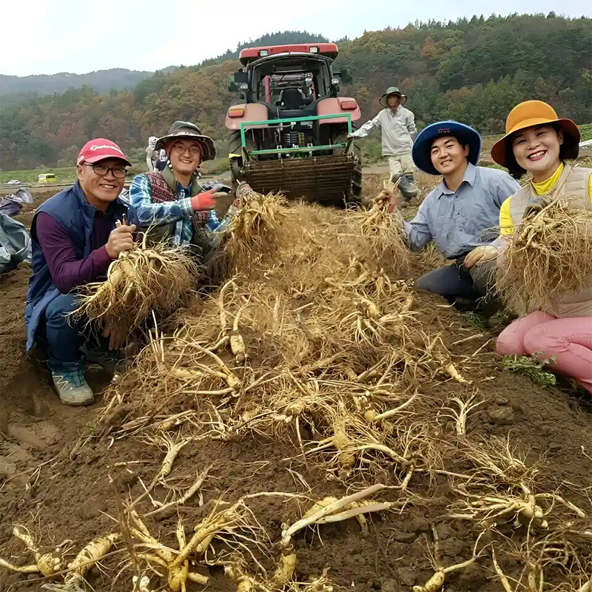 Thời điểm thu hoạch sâm tươi là từ tháng 9 đến tháng 12 hằng năm