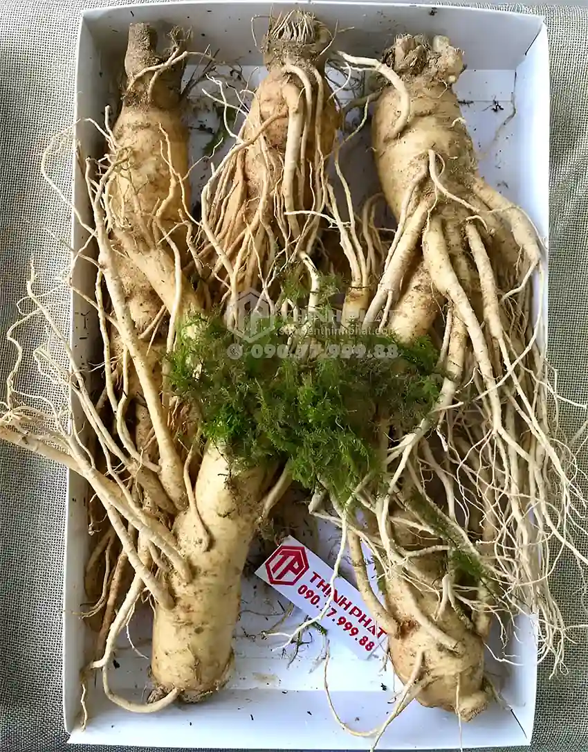 Nhân sâm tươi Hàn Quốc loại 5 củ/kg