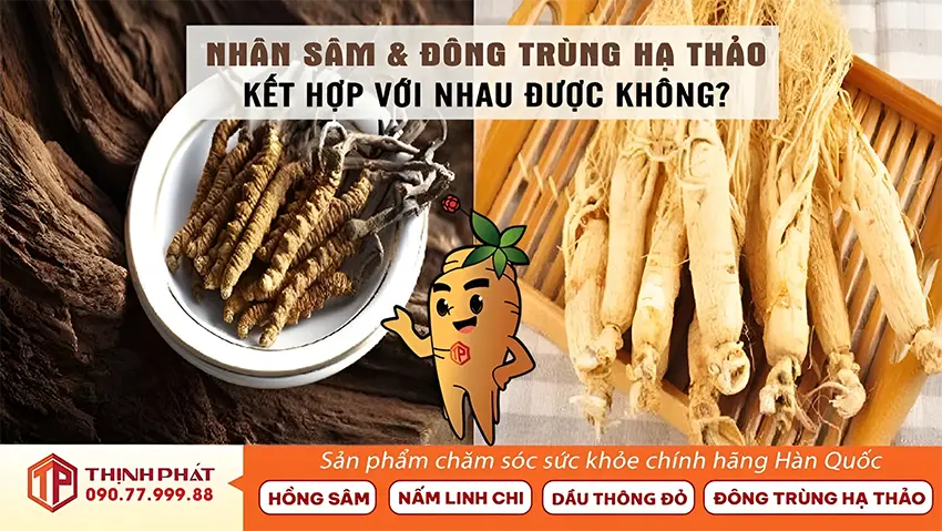 Nhân sâm và đông trùng hạ thảo có thể kết hợp với nhau không?
