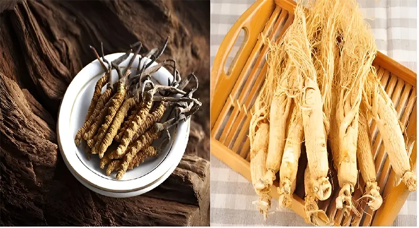 Nhân sâm và đông trùng hạ thảo đều có giá trị dược tính cao