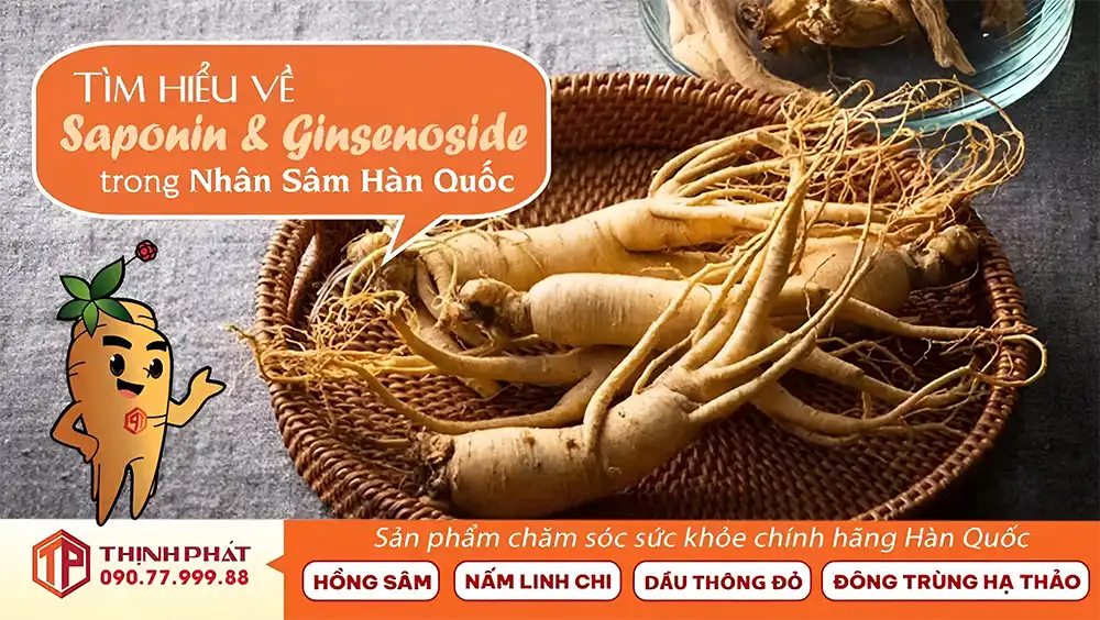 Tìm Hiểu Về Saponin và Ginsenosides Trong Nhân Sâm Hàn Quốc Tìm Hiểu Về Saponin và Ginsenosides Trong Nhân Sâm Hàn Quốc