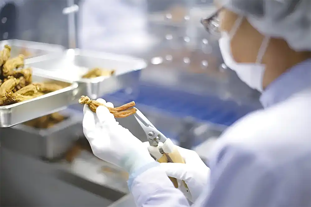 Quá trình chế biến hồng sâm giúp lượng Saponin trong hồng sâm tăng lên gấp nhiều lần Quá trình chế biến hồng sâm giúp lượng Saponin trong hồng sâm tăng lên gấp nhiều lần