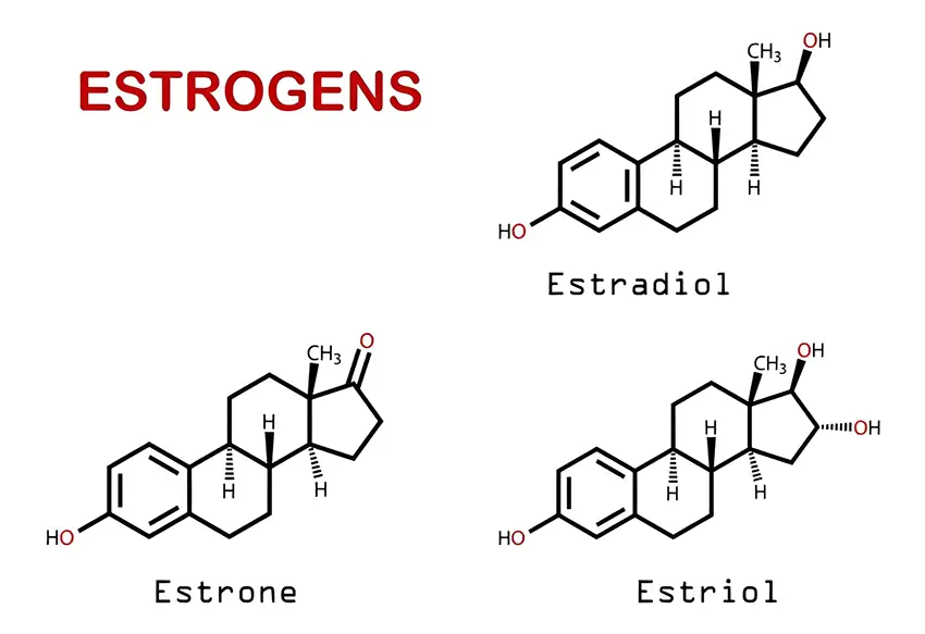 Có 3 loại Estrogen và mức độ hoạt động khác nhau trong cơ thể Có 3 loại Estrogen và mức độ hoạt động khác nhau trong cơ thể