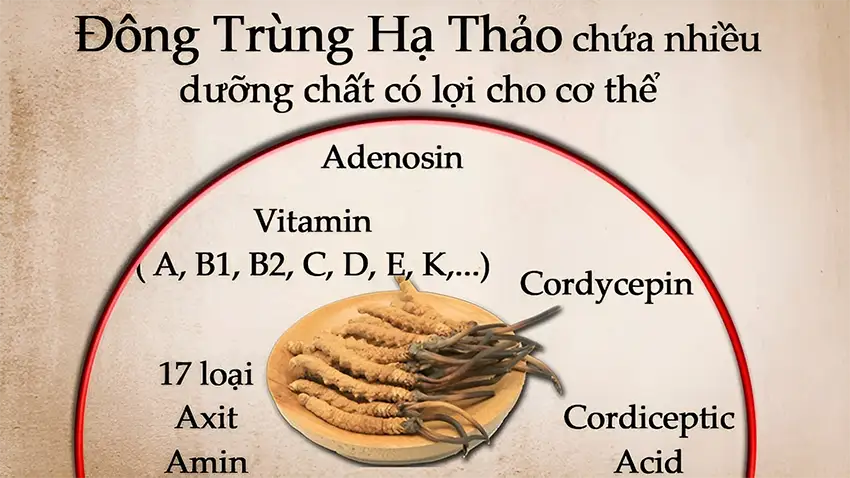 Có đến 17 loại axit amin cùng các vitamin, khoáng chất thiết yếu trong đông trùng hạ thảo Có đến 17 loại axit amin cùng các vitamin, khoáng chất thiết yếu trong đông trùng hạ thảo