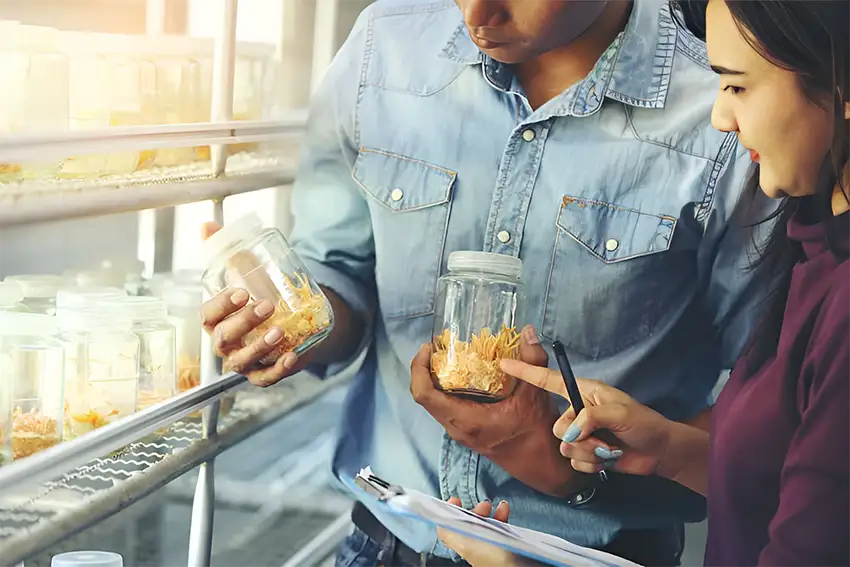 Đông trùng hạ thảo sấy thăng hoa có thể dùng buổi sáng hoặc tối trước khi đi ngủ Đông trùng hạ thảo sấy thăng hoa có thể dùng buổi sáng hoặc tối trước khi đi ngủ