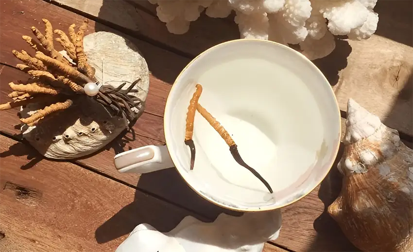 Phụ nữ mang thai và đang cho con bú không nên dùng đông trùng hạ thảo Phụ nữ mang thai và đang cho con bú không nên dùng đông trùng hạ thảo