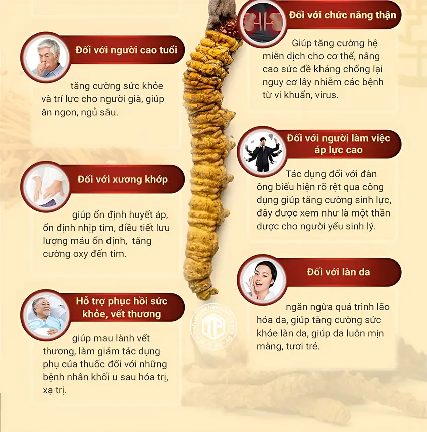 10 công dụng tuyệt hảo của cao đông trùng hạ thảo