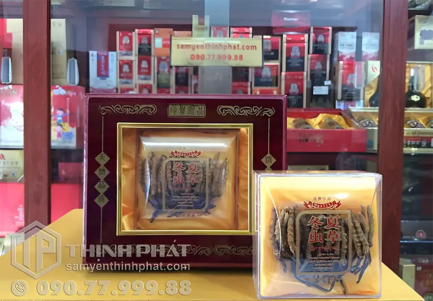 Đông trùng hạ thảo nguyên con Tây Tạng đóng gói trong hộp gỗ sang trọng thích hợp làm quà biếu tặng ý nghĩa Đông trùng hạ thảo nguyên con Tây Tạng đóng gói trong hộp gỗ sang trọng thích hợp làm quà biếu tặng ý nghĩa