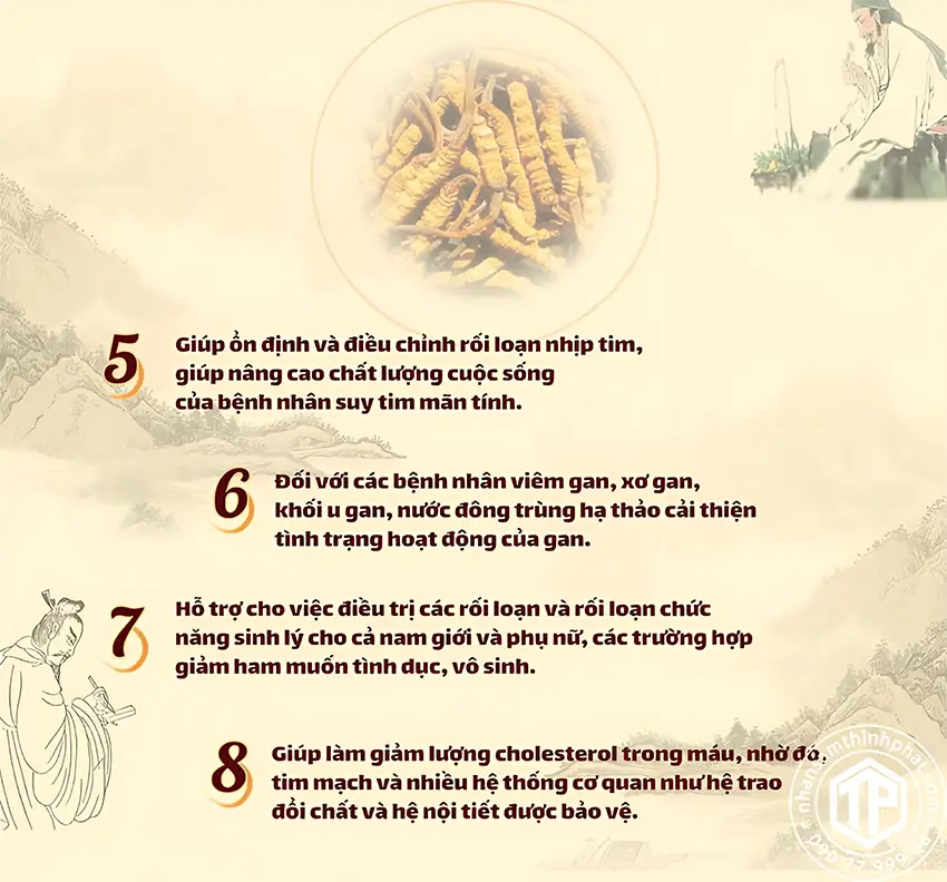 Tác dụng của nước đông trùng hạ thảo Tác dụng của nước đông trùng hạ thảo
