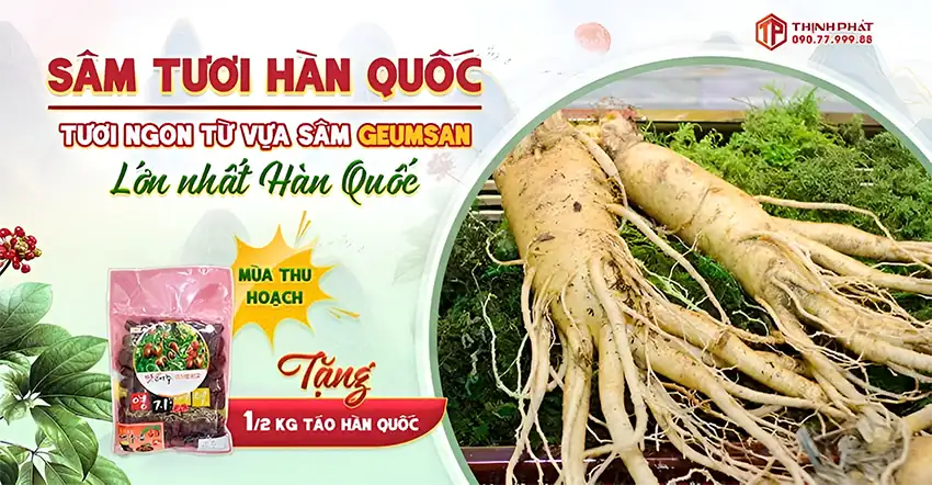 Sâm tươi Hàn Quốc tươi ngon từ vựa sâm Geumsan lớn nhất Hàn Quốc Sâm tươi Hàn Quốc tươi ngon từ vựa sâm Geumsan lớn nhất Hàn Quốc