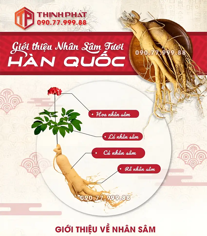 Giới thiệu sâm tươi Hàn Quốc Giới thiệu sâm tươi Hàn Quốc