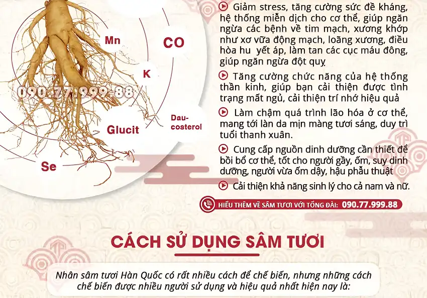 Giới thiệu sâm tươi Hàn Quốc Giới thiệu sâm tươi Hàn Quốc