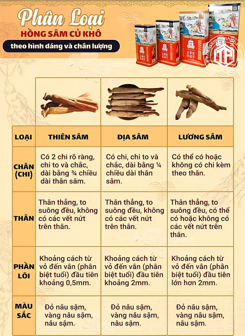 Phàn loại hồng sâm củ khô theo hình dáng và chân lượng Phàn loại hồng sâm củ khô theo hình dáng và chân lượng