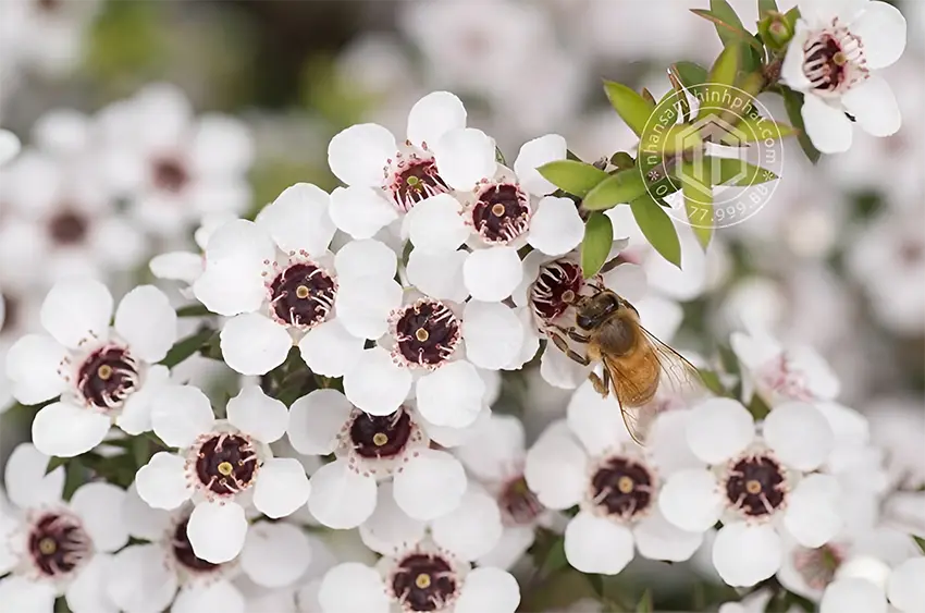 Hoa Manuka trắng muốt chỉ có tại Australia và New Zealand