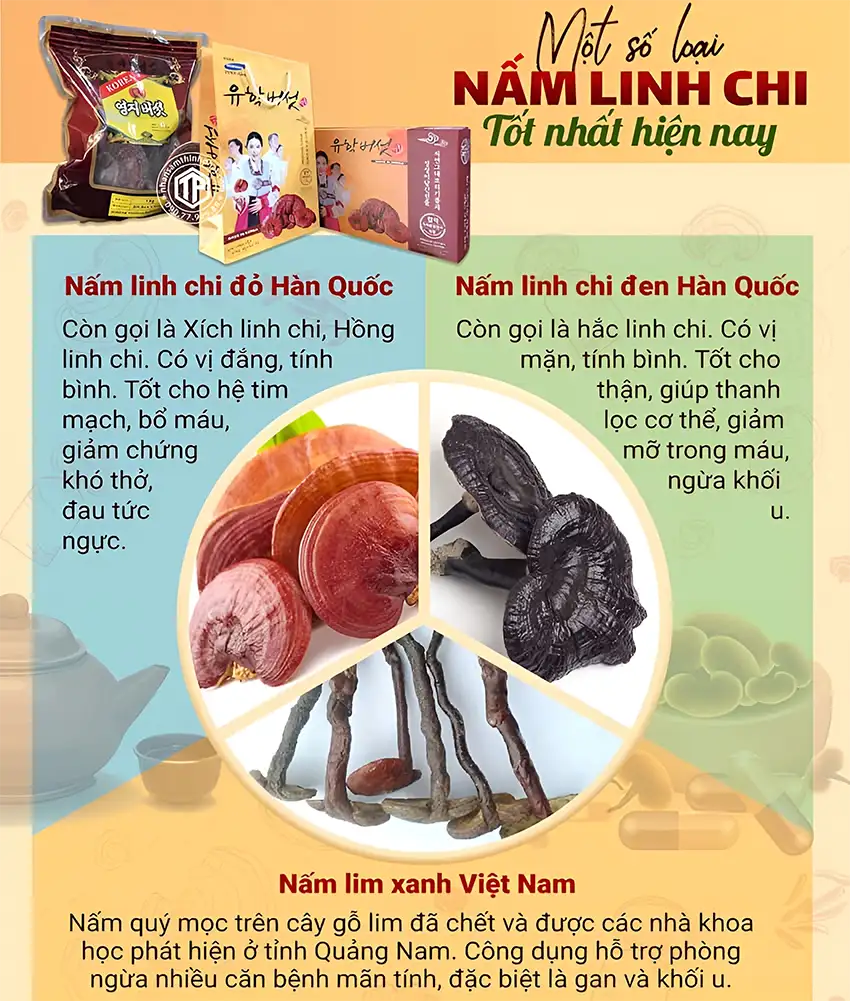 Một số loại nấm linh chi tốt nhât hiện nay Một số loại nấm linh chi tốt nhât hiện nay
