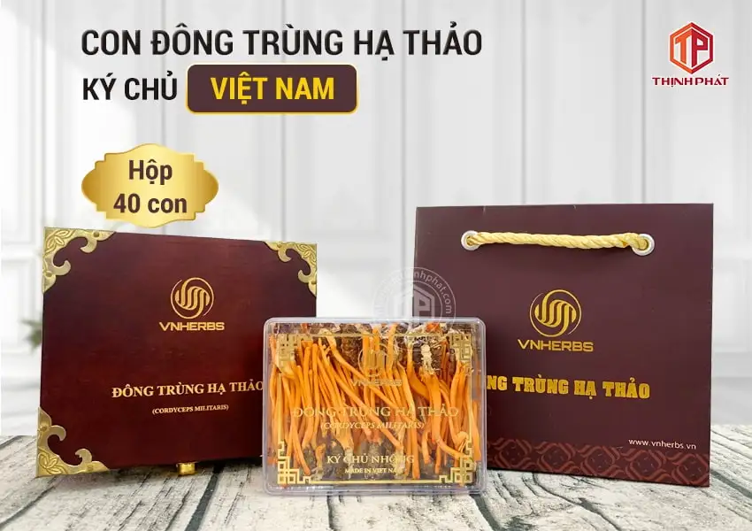 Con đông trùng hạ thảo ký chủ Việt Nam hộp 40 con Con đông trùng hạ thảo ký chủ Việt Nam hộp 40 con