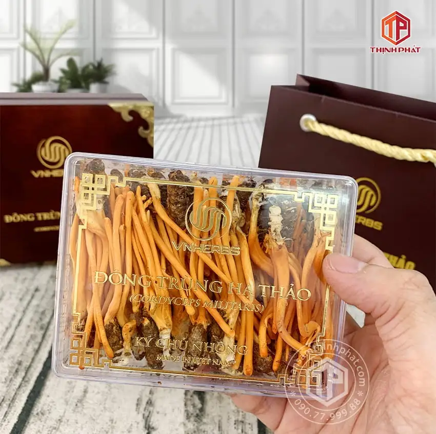 Con đông trùng hạ thảo ký chủ Việt Nam hộp 40 con Con đông trùng hạ thảo ký chủ Việt Nam hộp 40 con