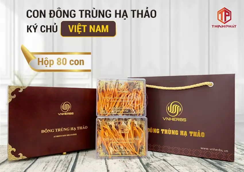 Con đông trùng hạ thảo ký chủ Việt Nam hộp 80 con Con đông trùng hạ thảo ký chủ Việt Nam hộp 80 con