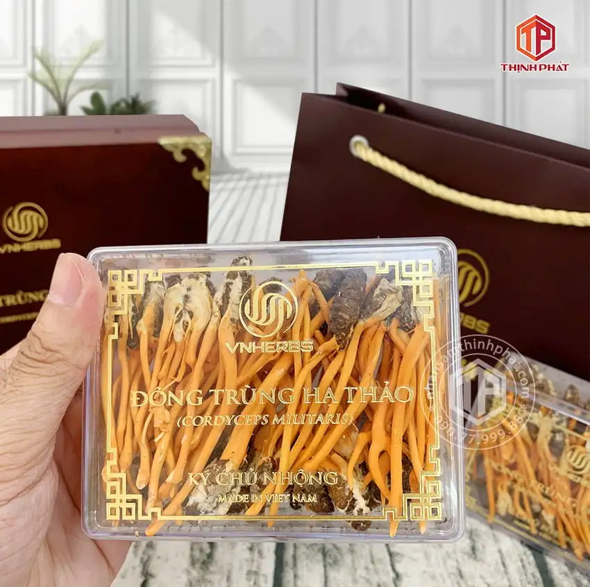 Con đông trùng hạ thảo ký chủ Việt Nam hộp 80 con Con đông trùng hạ thảo ký chủ Việt Nam hộp 80 con