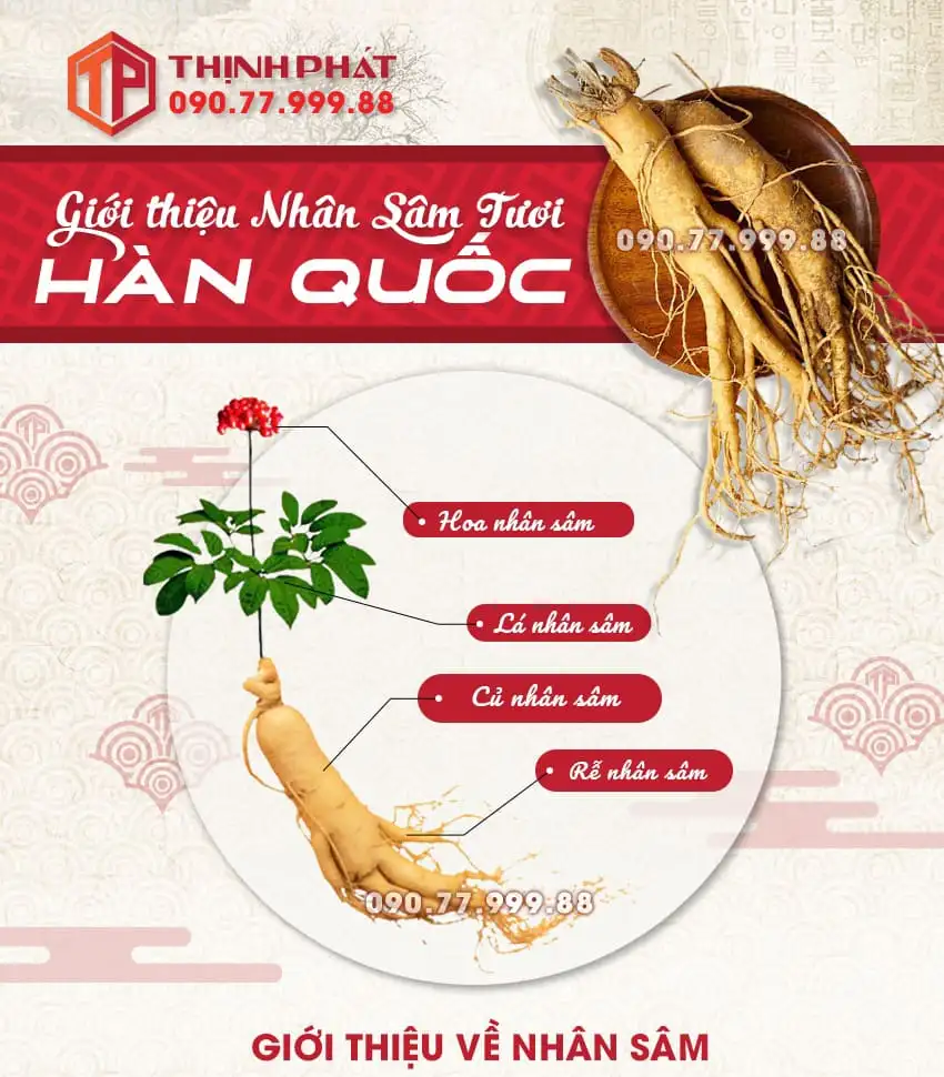 Giới thiệu về nhân sâm tươi Hàn Quốc Giới thiệu về nhân sâm tươi Hàn Quốc