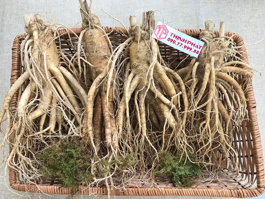 Nhân sâm tươi Hàn Quốc 4 củ 1 kg
