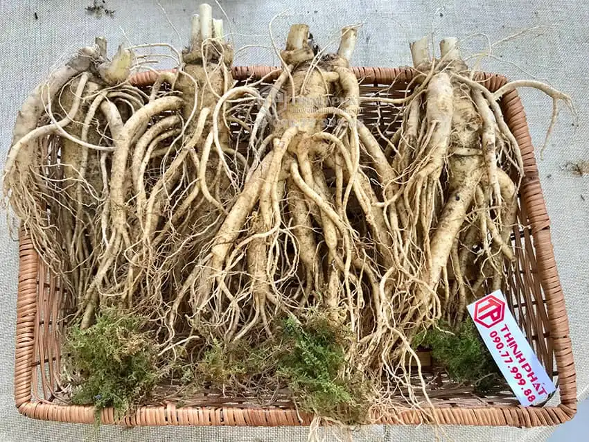 Nhân sâm tươi Hàn Quốc 4 củ 1 kg
