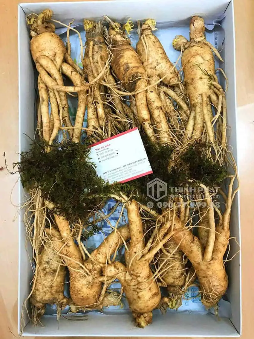 Nhân sâm tươi Hàn Quốc loại 10 củ 1 kg Nhân sâm tươi Hàn Quốc loại 10 củ 1 kg