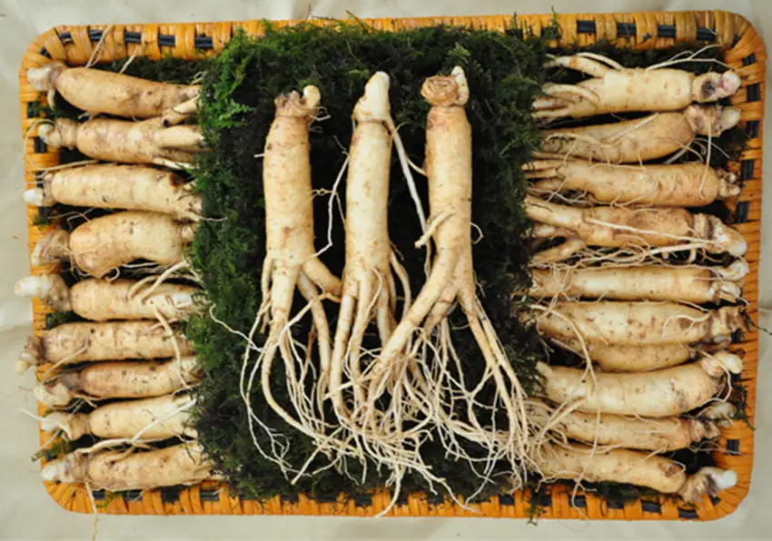 Nhân sâm tươi Hàn Quốc loại 20 - 40 củ 1 kg