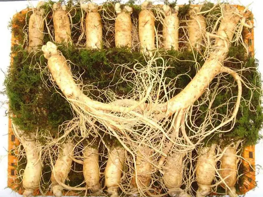 Nhân sâm tươi Hàn Quốc loại 20 - 40 củ 1 kg