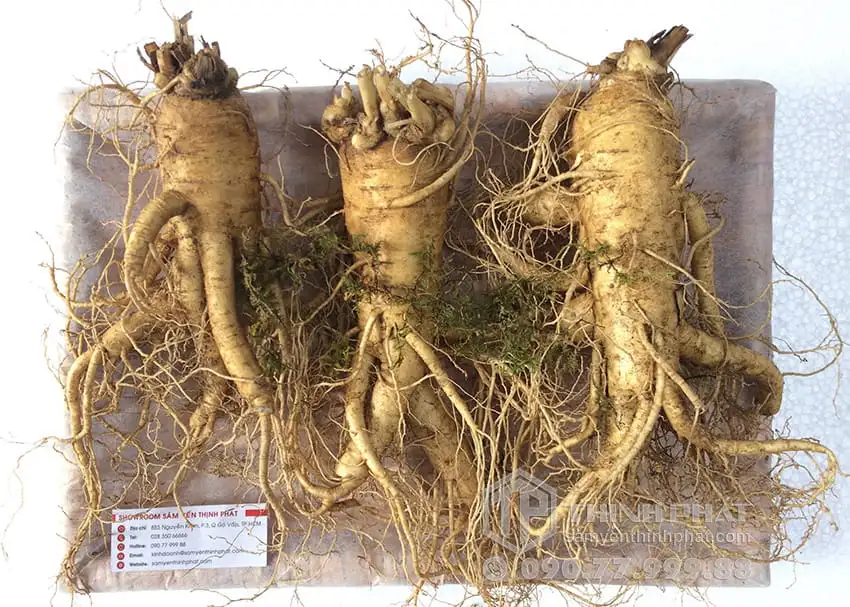 Nhân sâm tươi Hàn Quốc loại 3 củ 1 kg Nhân sâm tươi Hàn Quốc loại 3 củ 1 kg